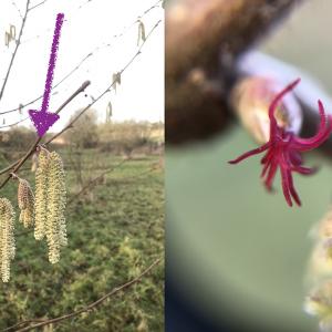 FemaleHazelFlower