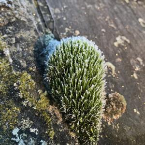Frosty Moss
