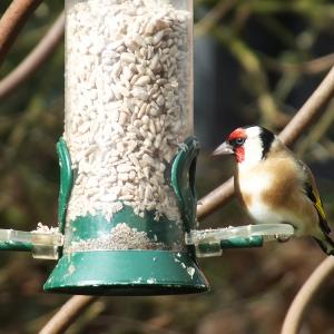 Goldfinch