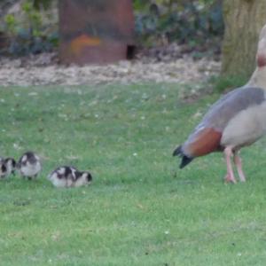 Goslings