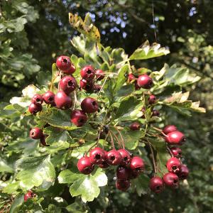 Hawthorn Berries