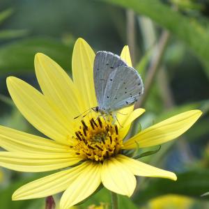 Holly Blue