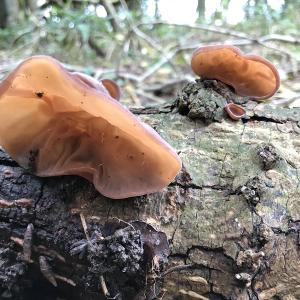Jelly Ear Fungus