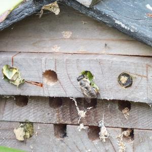 Leafcutter Bee