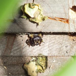 Leafcutter Bee