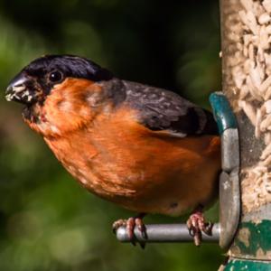 Male Bullfinch