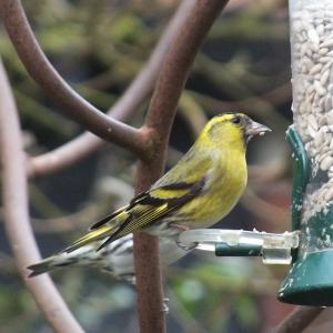 Male Siskin