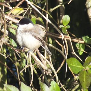 Marsh Tit