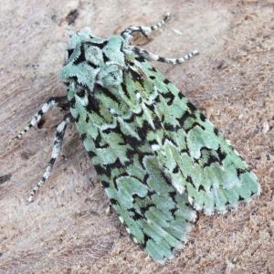 Merveille du Jour