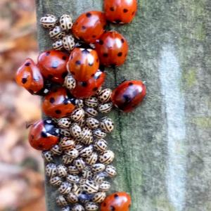 Ladybirds