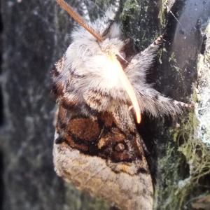 Nut tree Tussock moth
