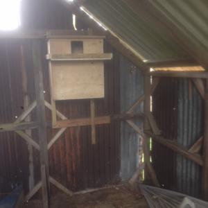 Barn Owl Box