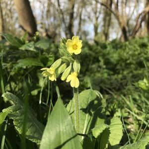 Oxlip