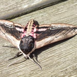 Privet Hawk moth