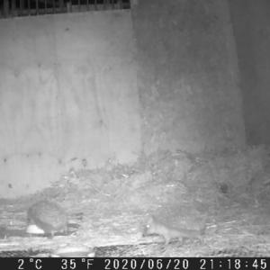 Rescued Hedgehogs