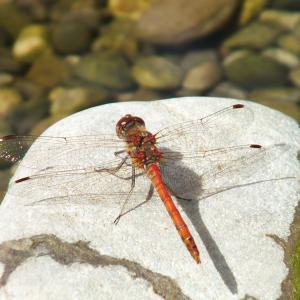 Ruddy Darter