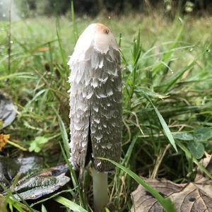 Shaggy Ink Cap