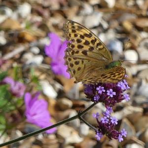 Silver washed Fritillary