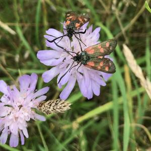 Six spot Burnet moth