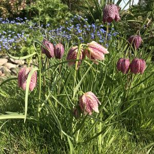 Snakes head Fritillary