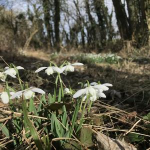 Snowdrops