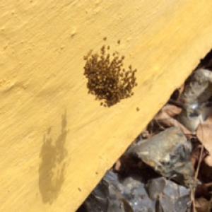 Spiderlings
