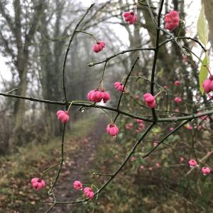 Spindle Berry