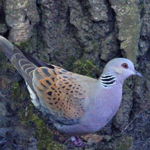 Turtle Dove