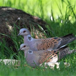 Turtle Doves 2