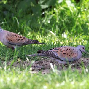 Turtle Doves