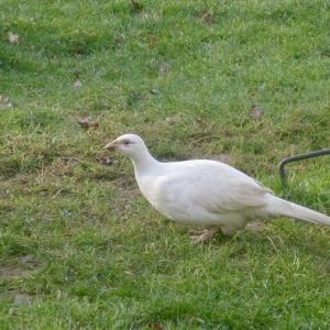 white pheasent